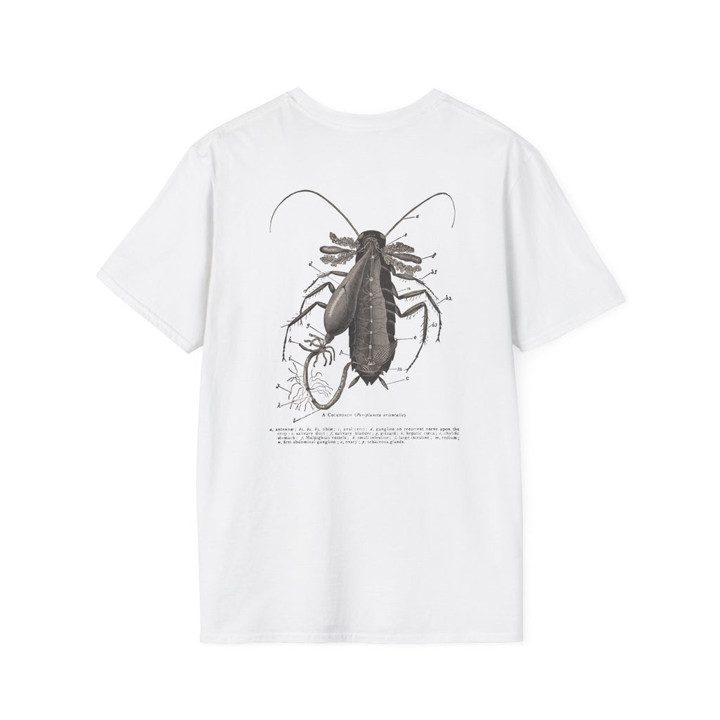 The Study of Insects