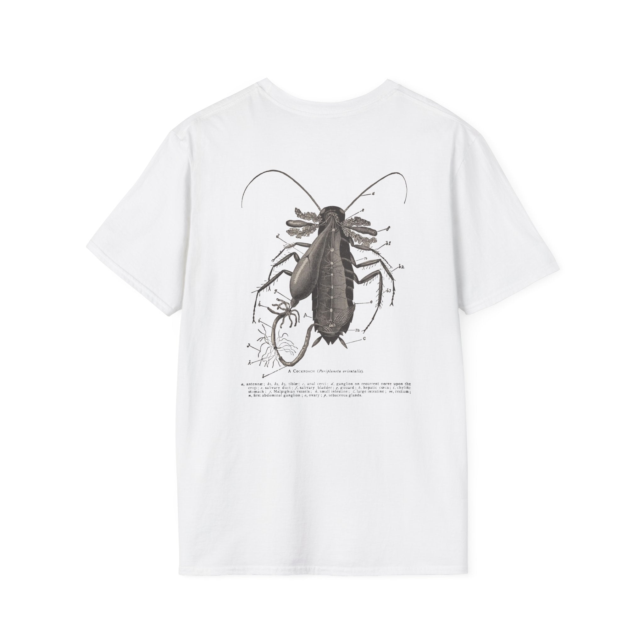 The Study of Insects