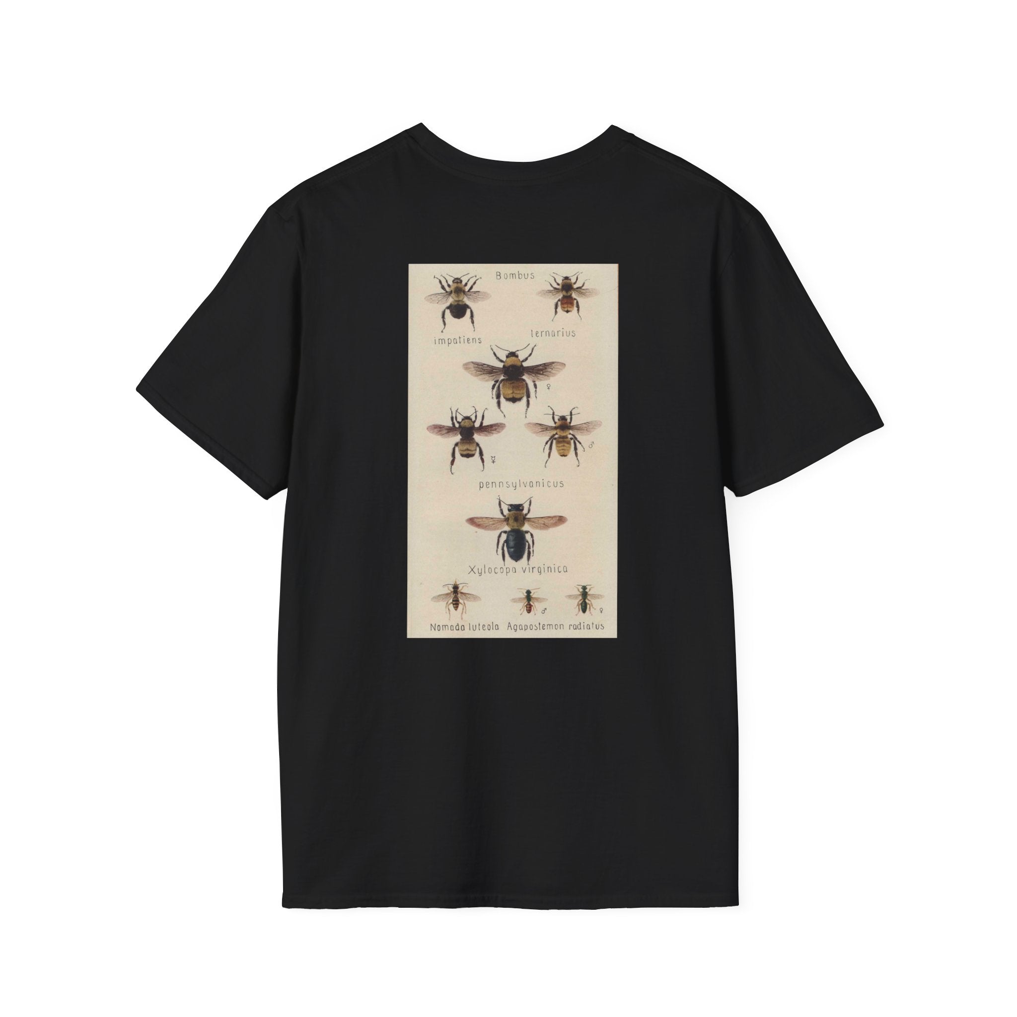 Bombus