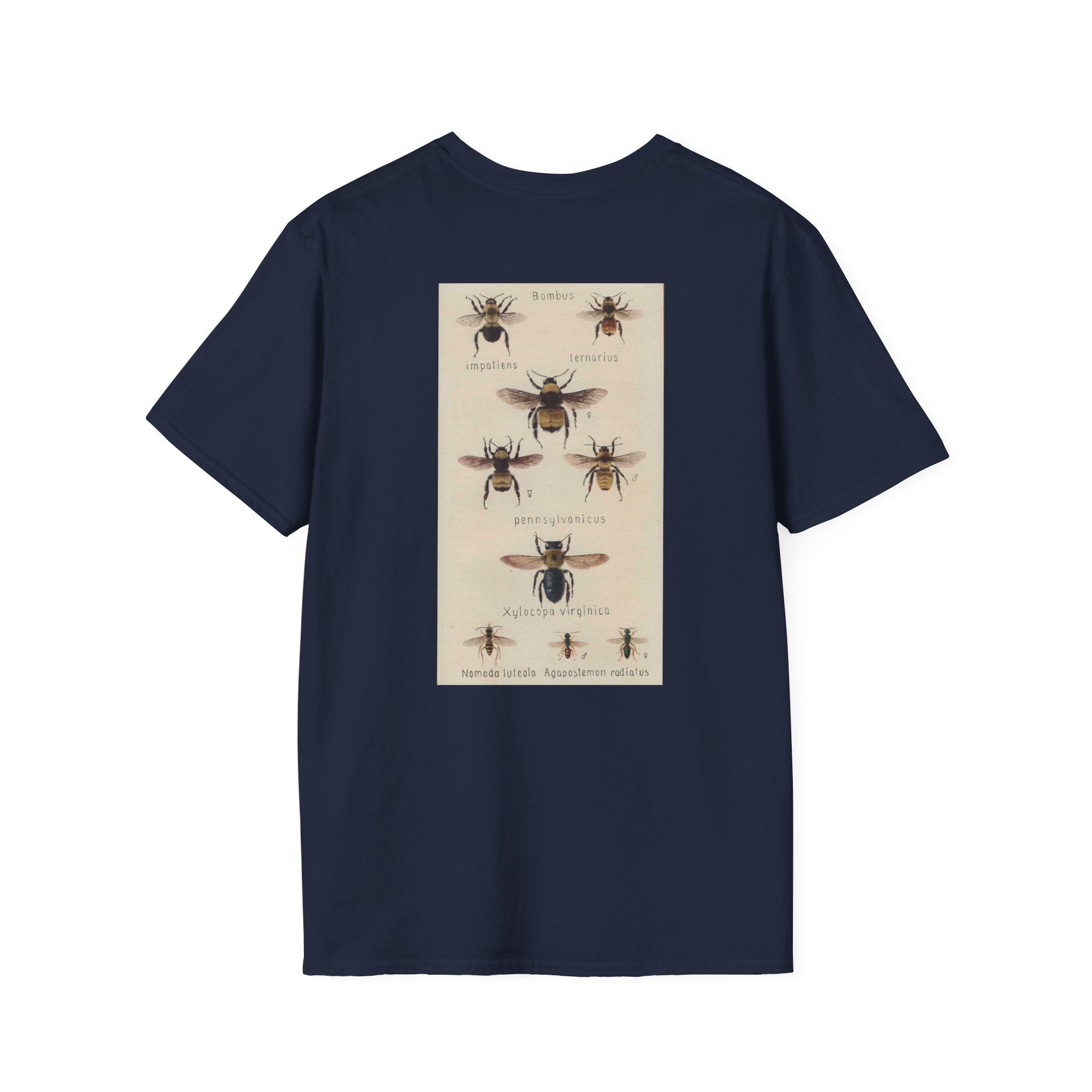 Bombus