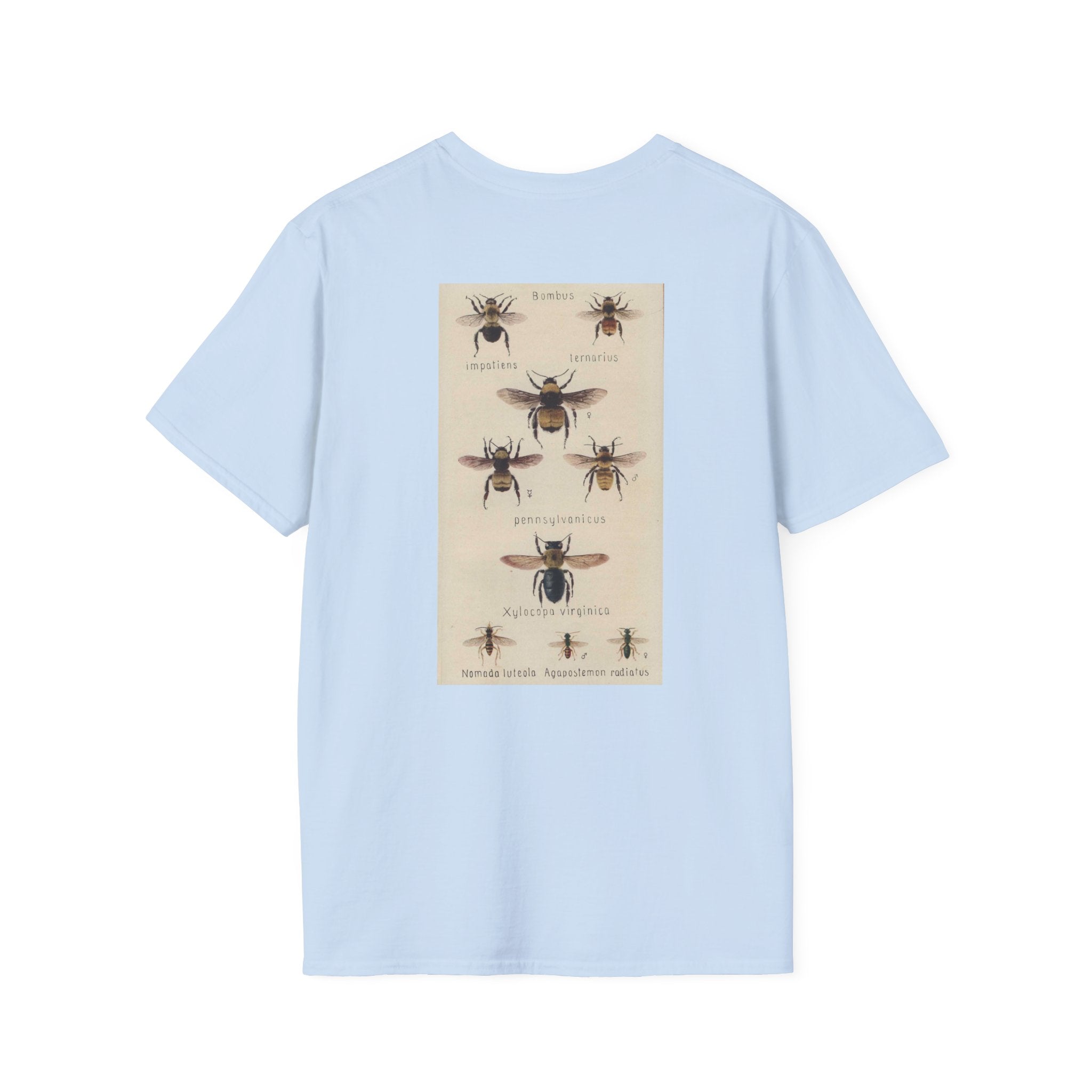 Bombus