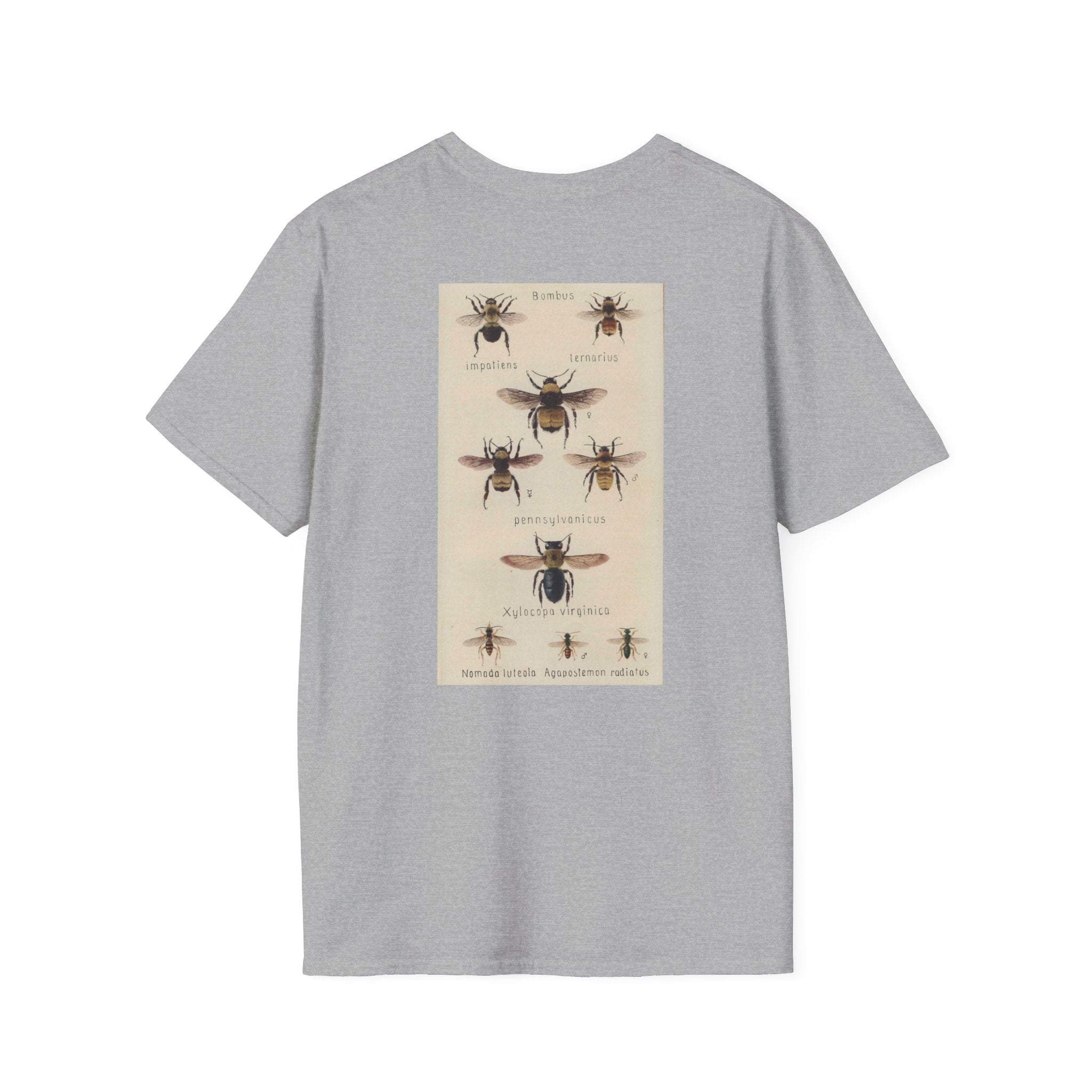 Bombus
