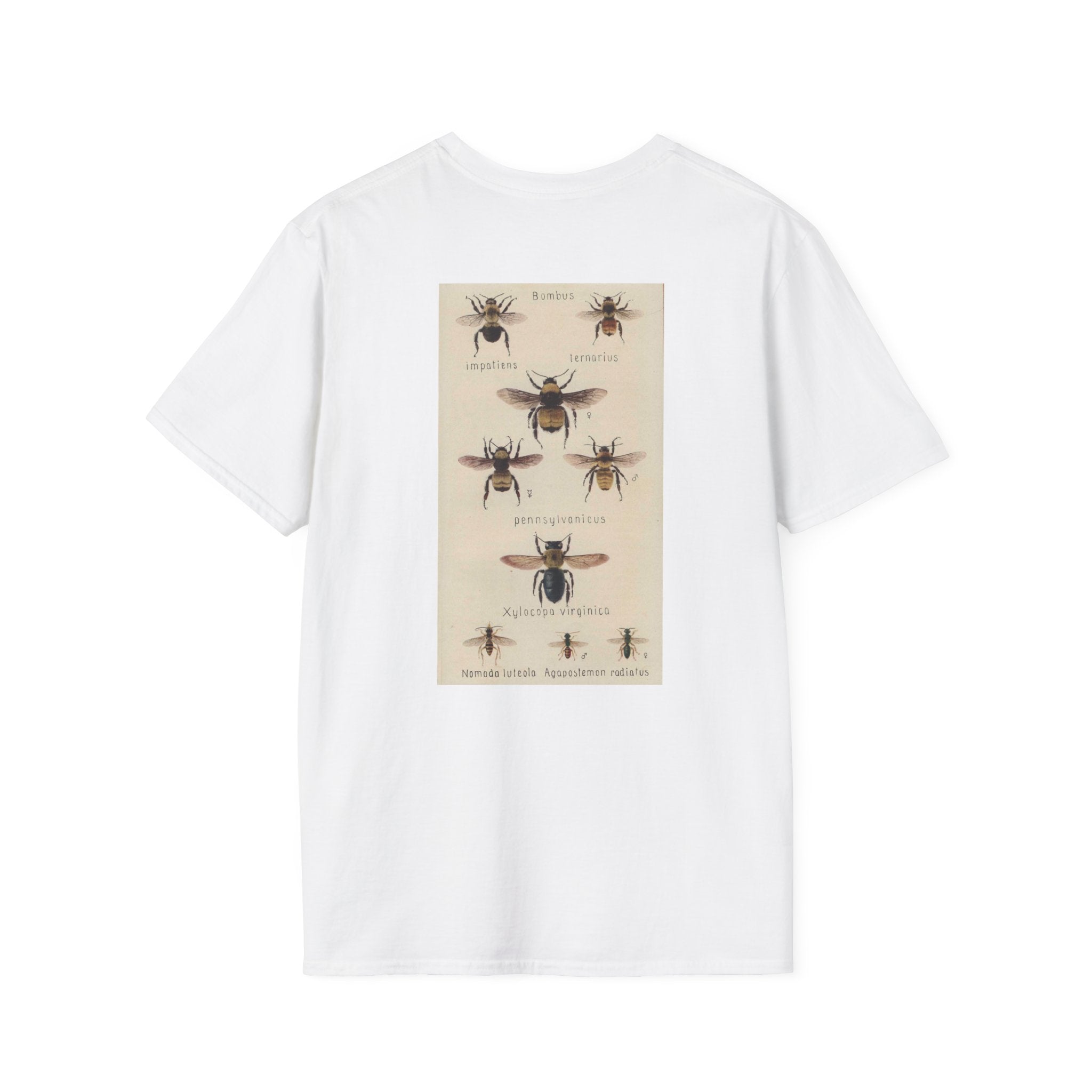 Bombus