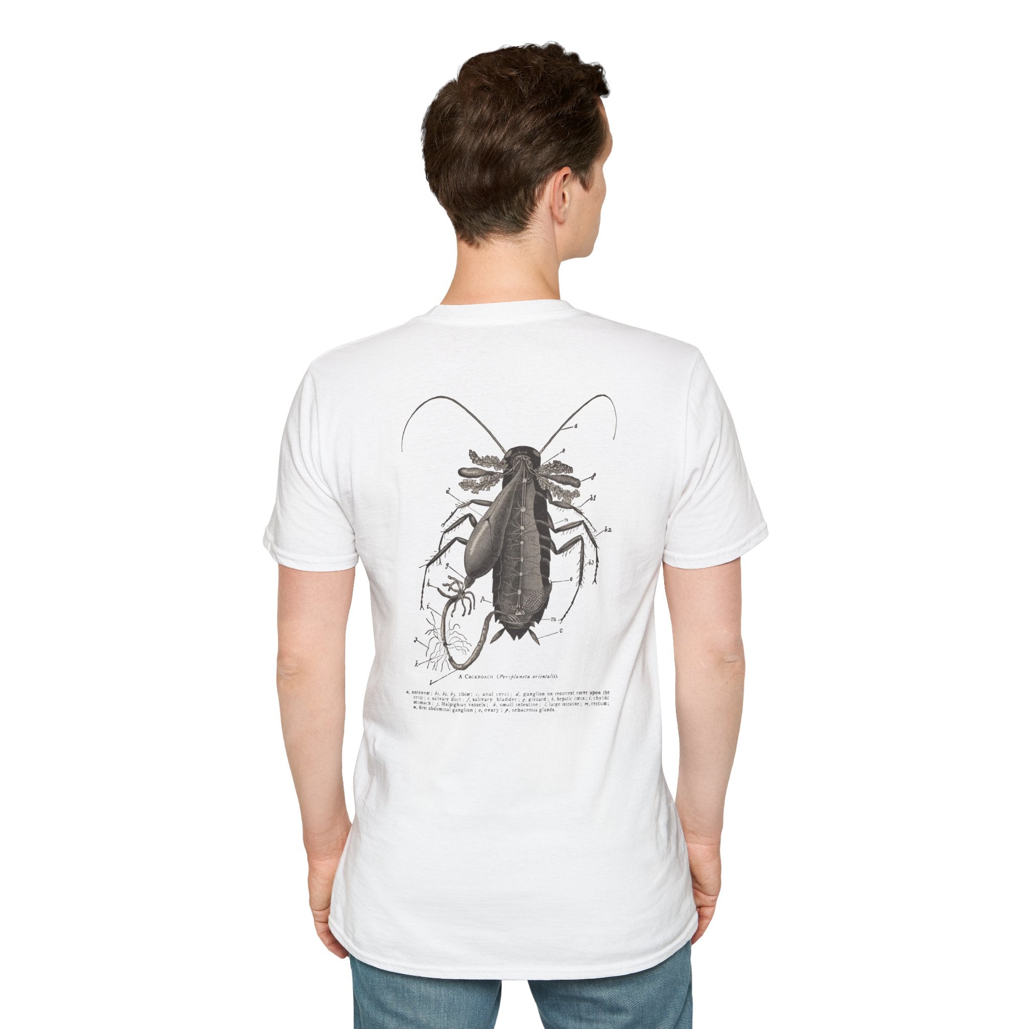 The Study of Insects