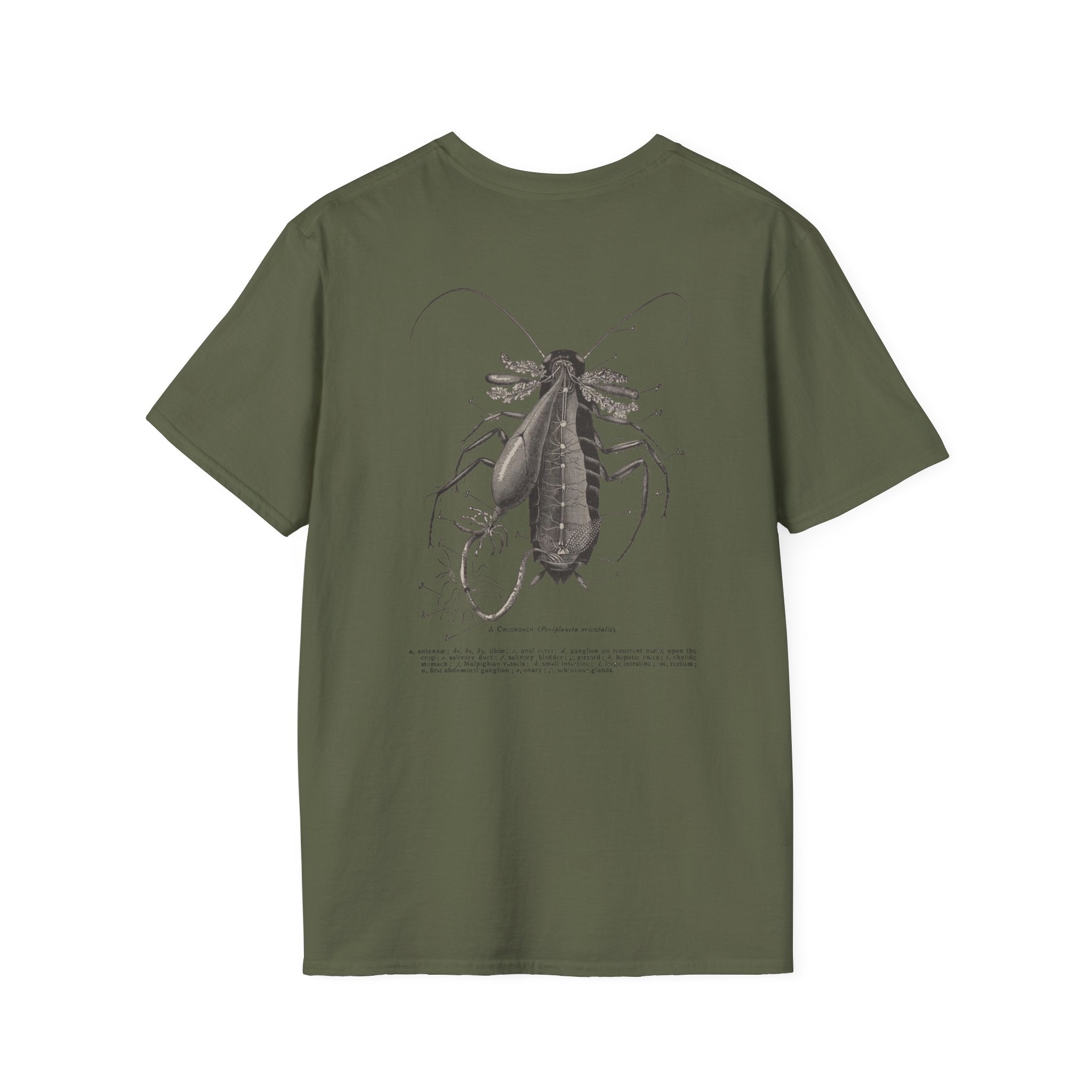 The Study of Insects