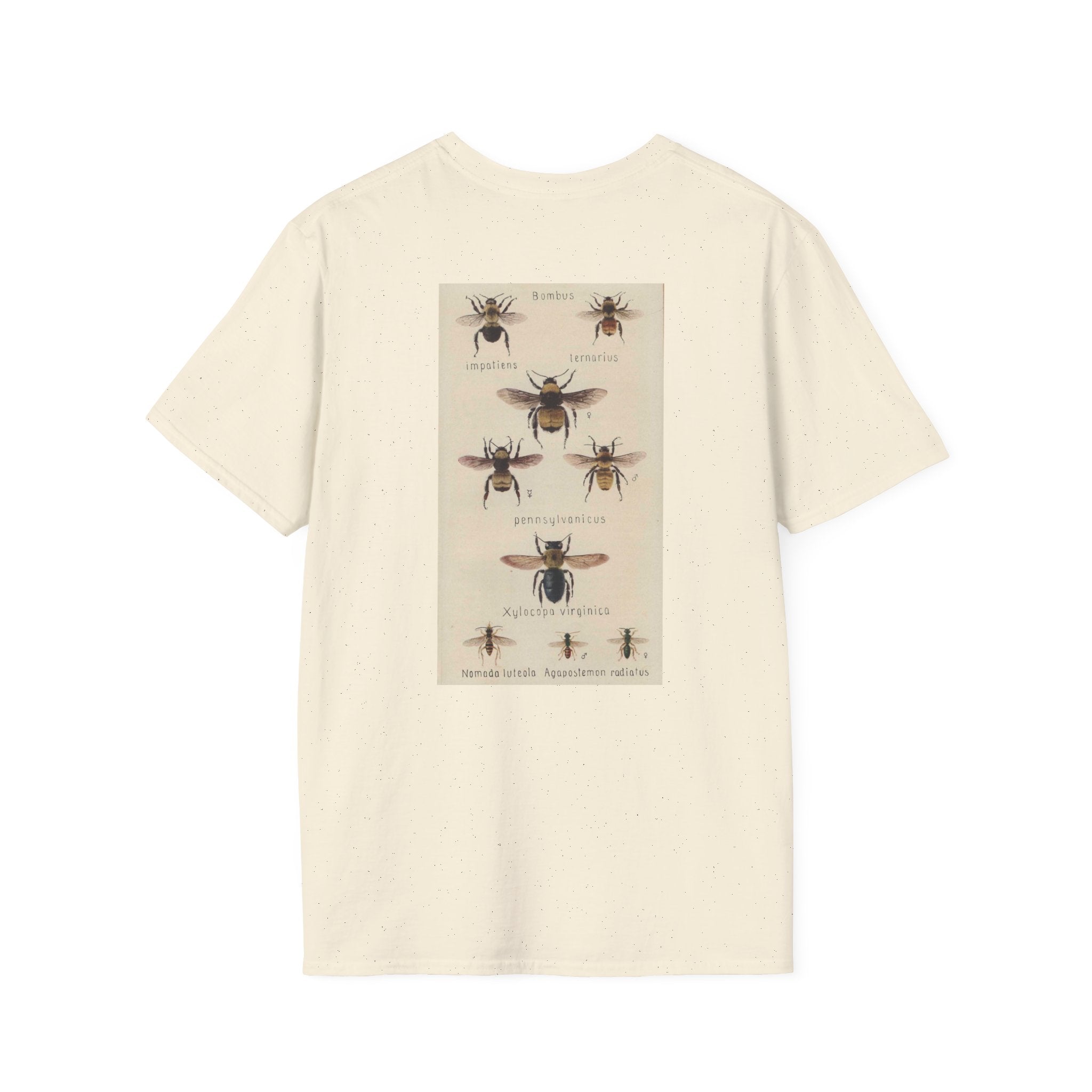 Bombus
