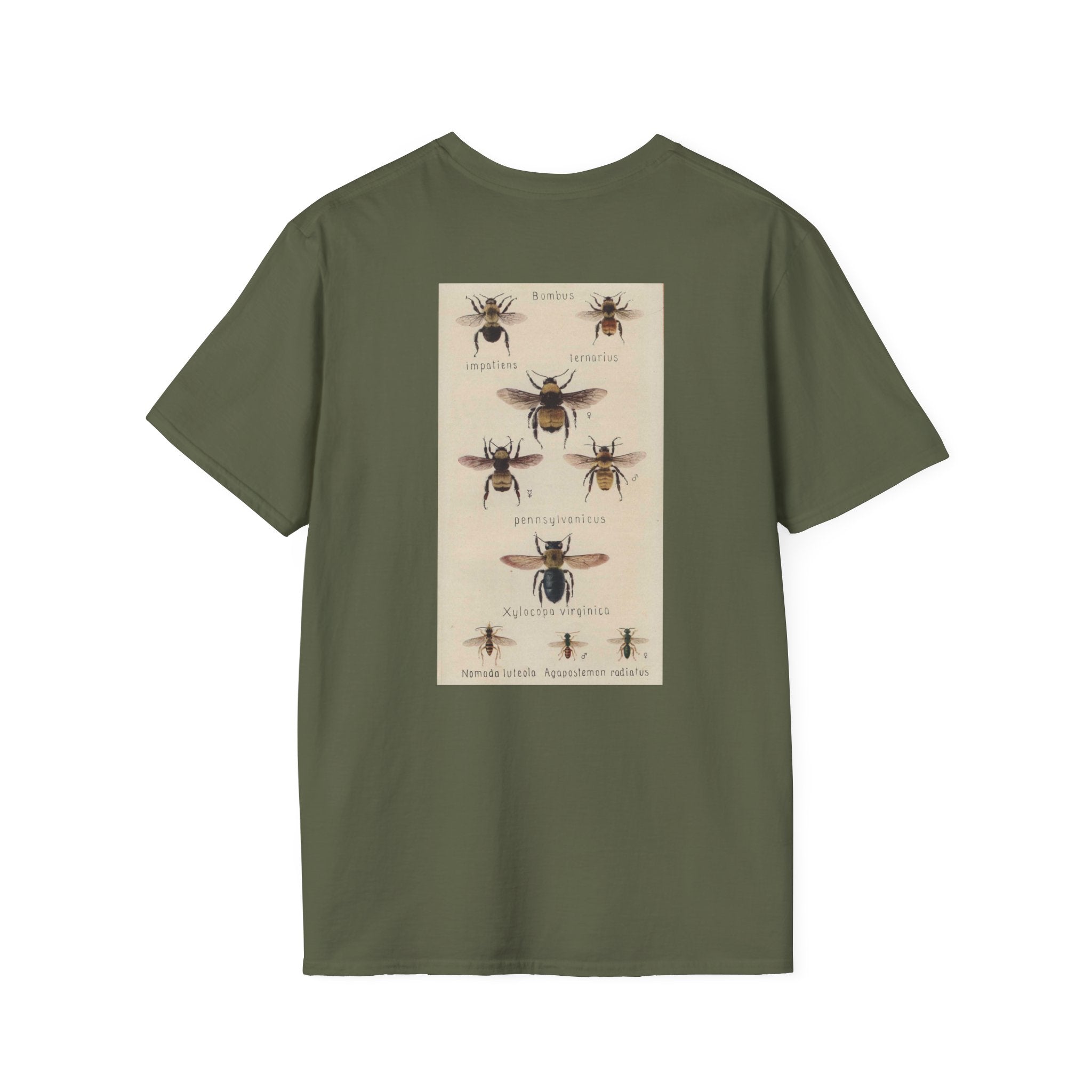 Bombus