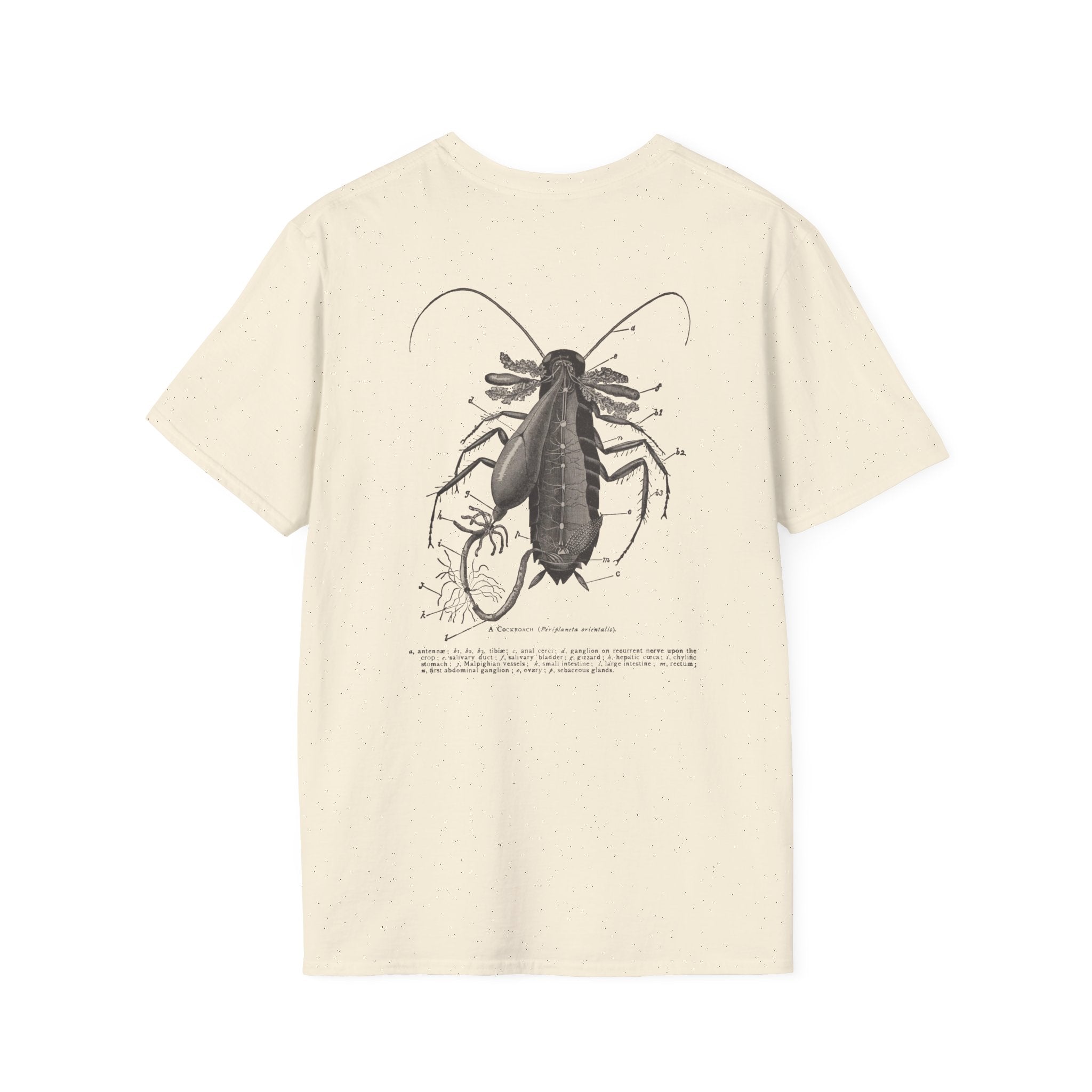 The Study of Insects