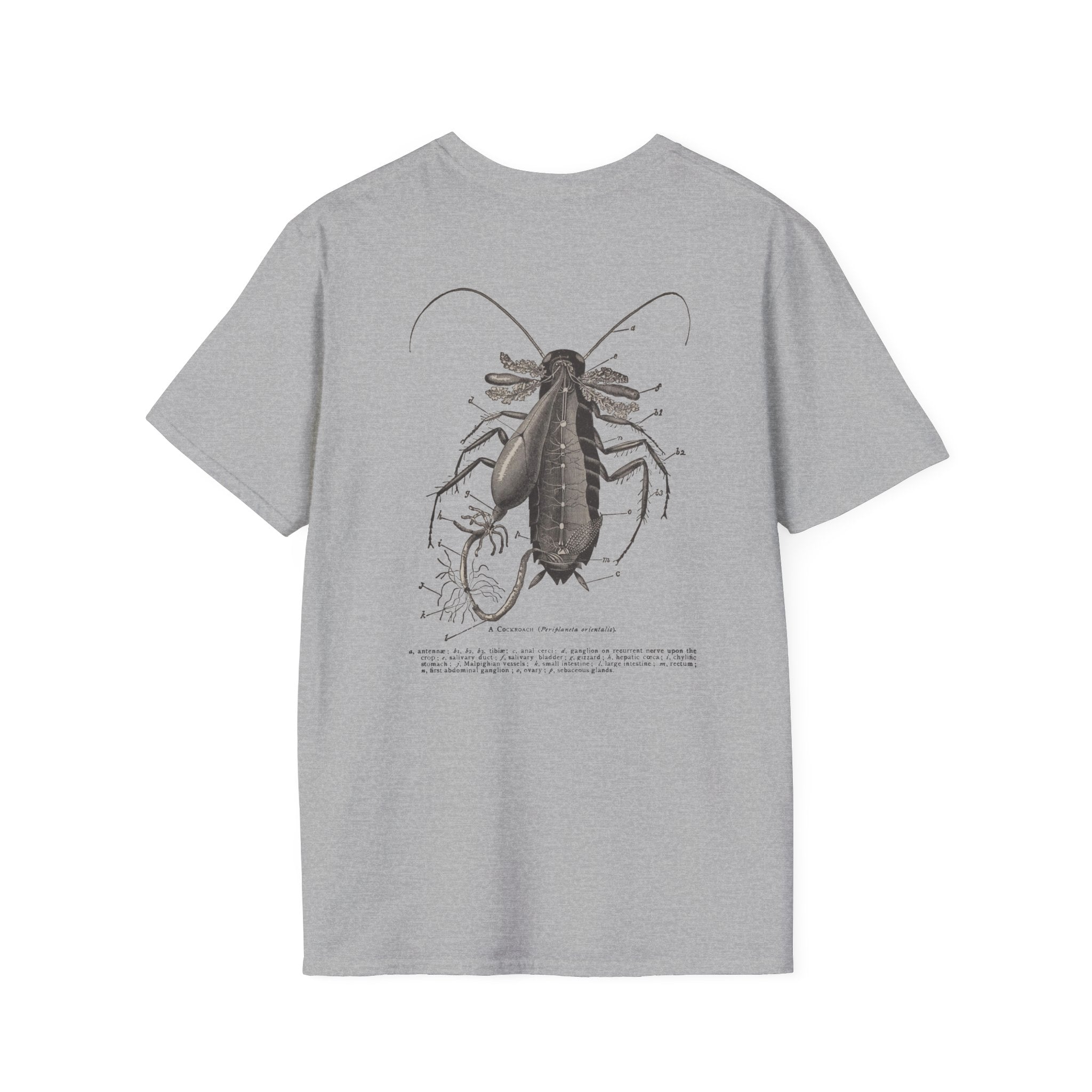 The Study of Insects